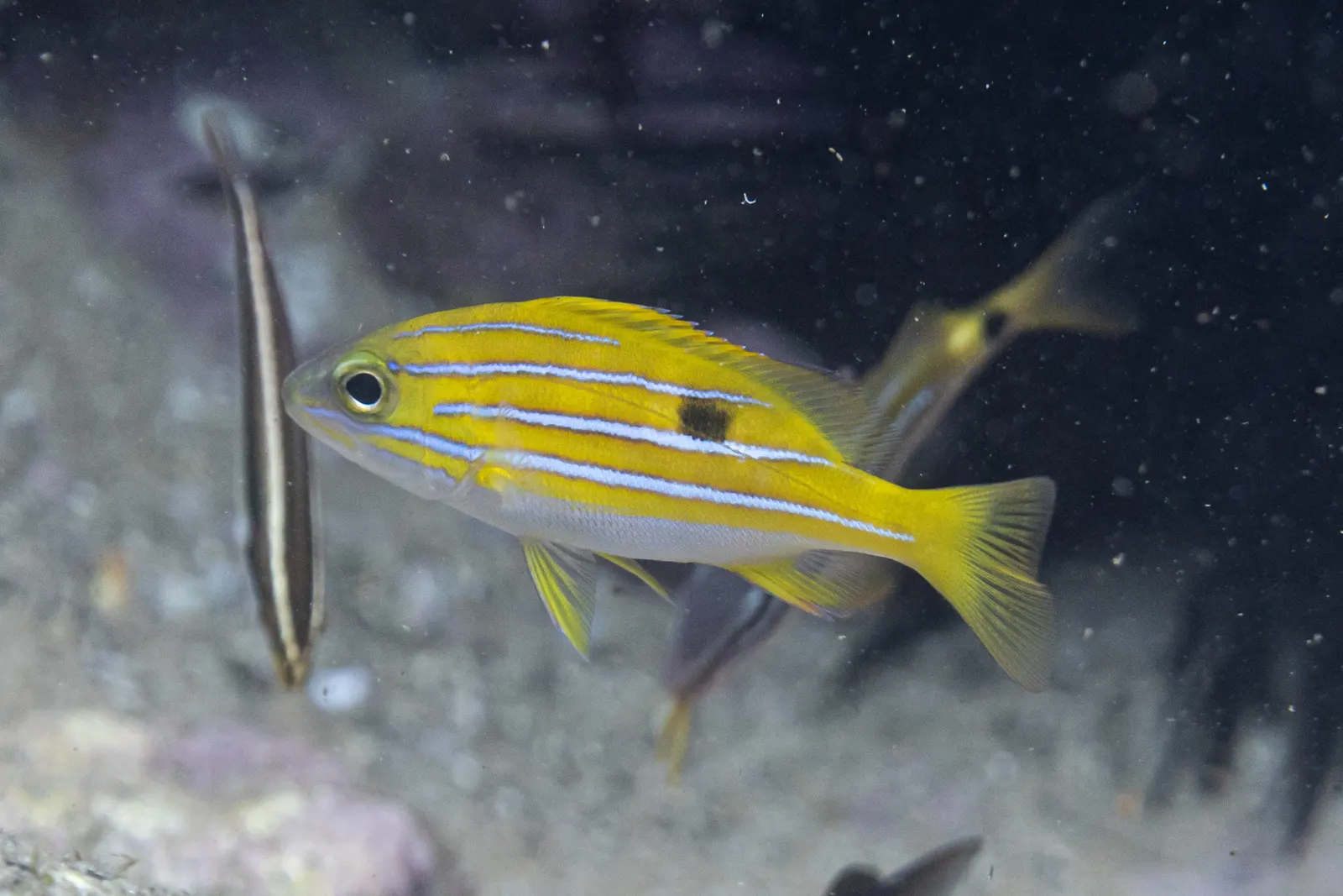 Bluestripe snapper (Lutjanus kasmira) – photo