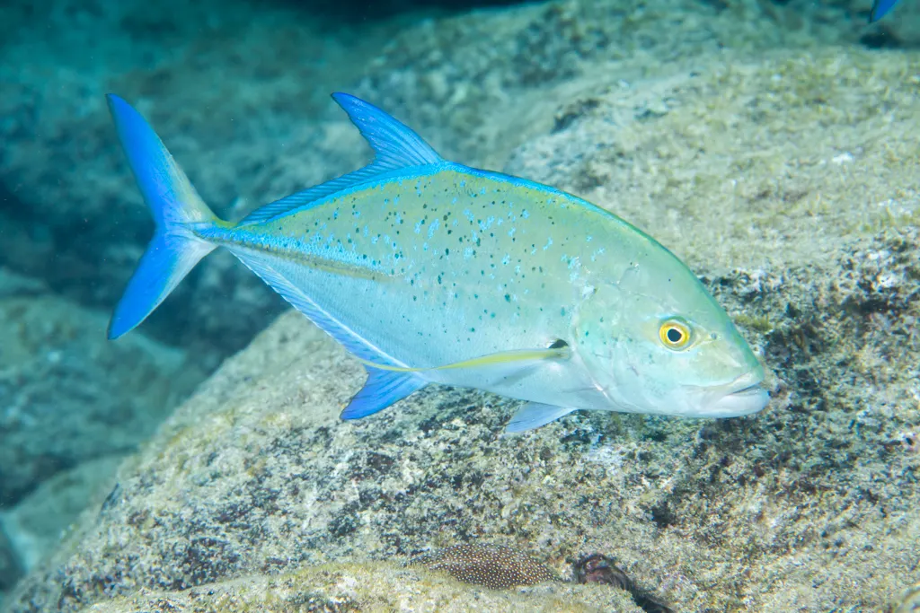 Bluefin trevally (Caranx melampygus) – photo