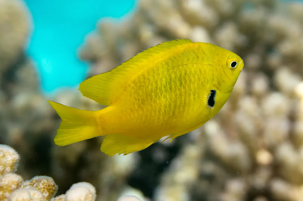 Sulphur damselfish (Pomacentrus sulfureus) – photo