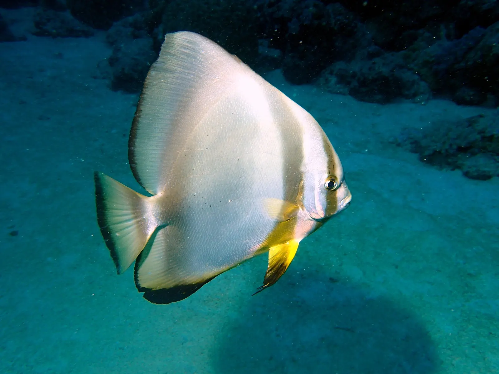 Orbicular batfish (Platax orbicularis) – photo