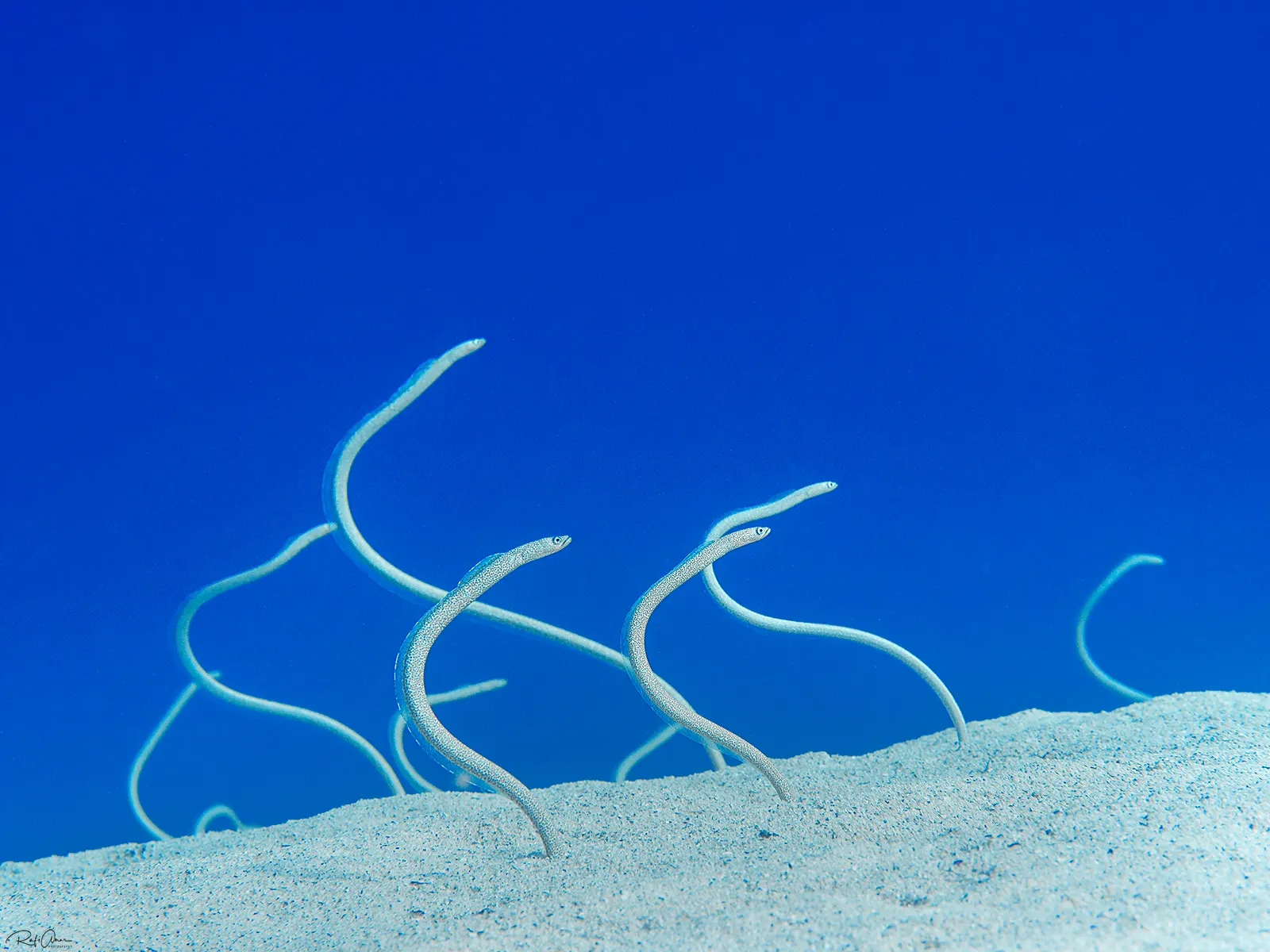Red Sea garden eel (Gorgasia sillneri) – photo