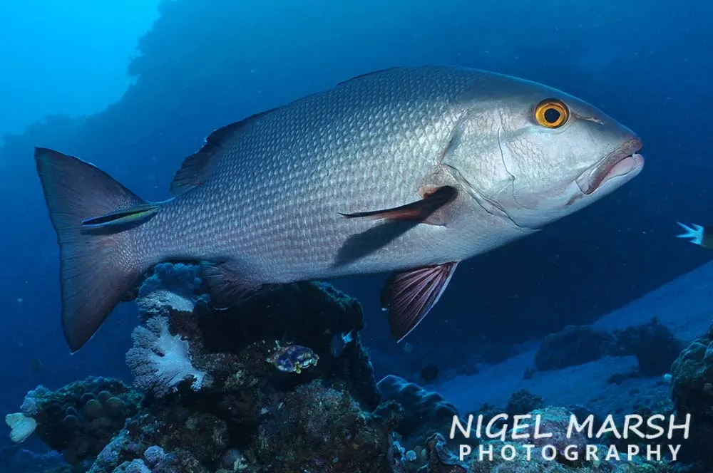 Twinspot snapper (Lutjanus bohar) – photo