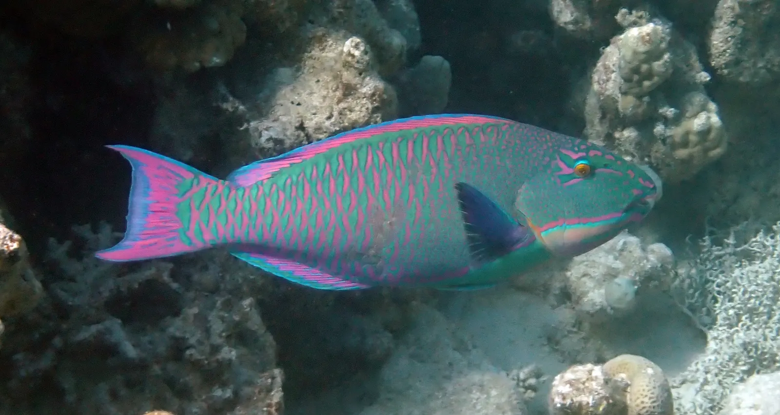 Bicolour parrotfish (Cetoscarus bicolor) – photo