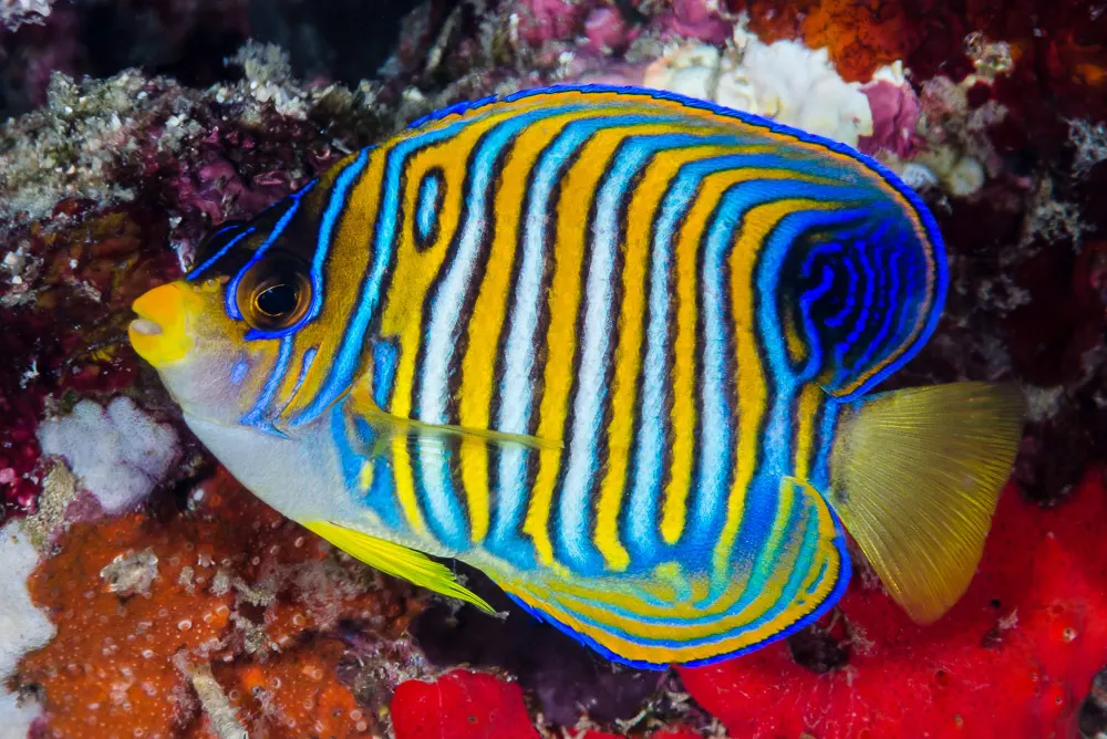 Royal angelfish (Pygoplites diacanthus) – photo