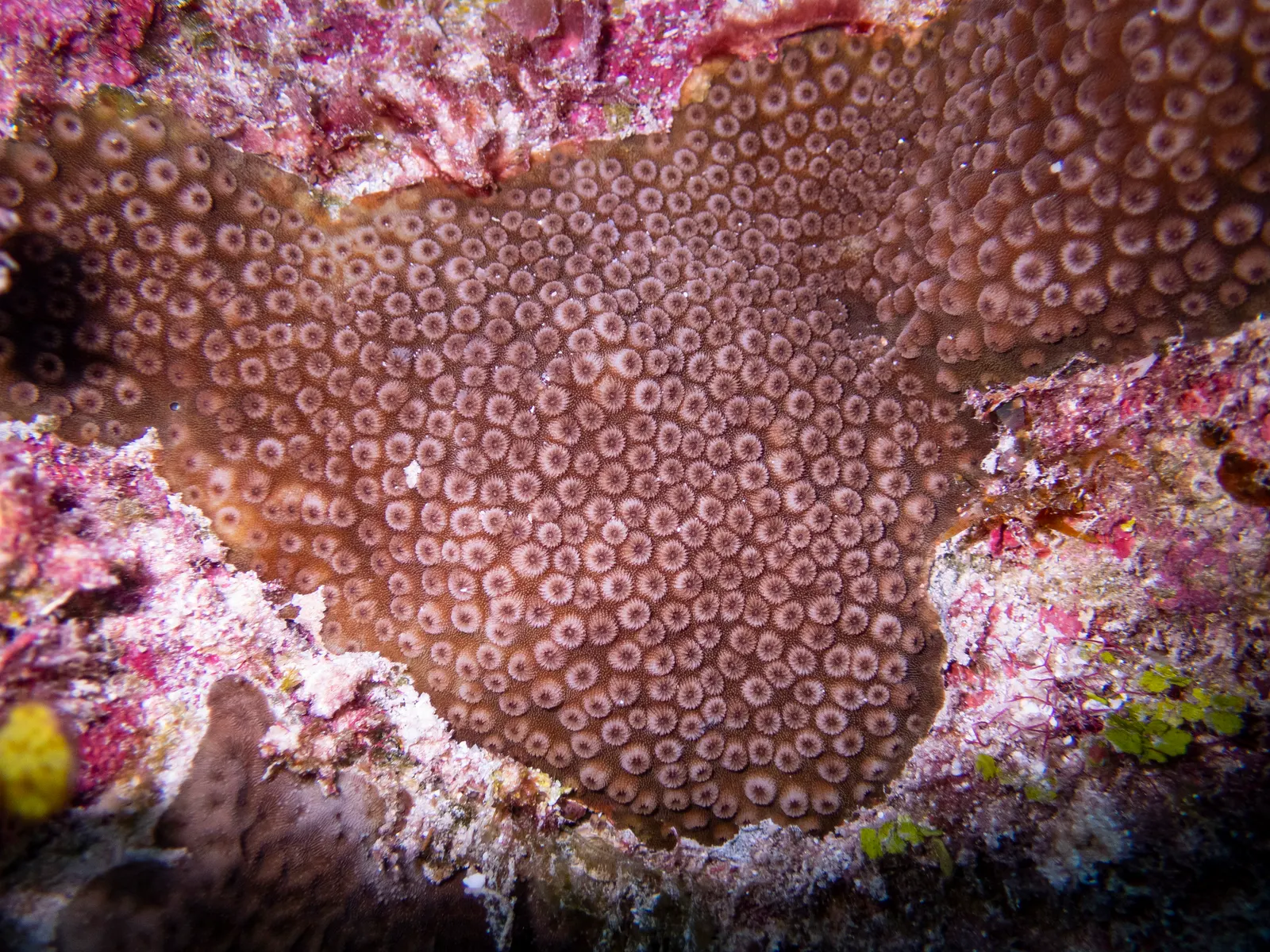 Lesser knob coral (Cyphastrea serailia) – photo