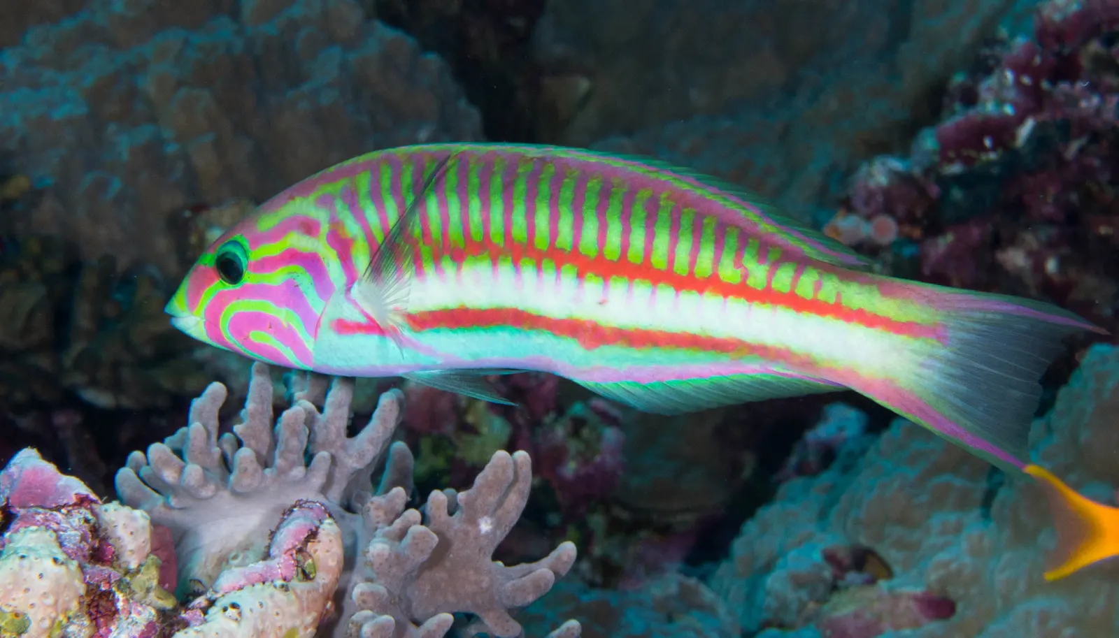 Klunzinger's wrasse (Thalassoma rueppellii) – photo