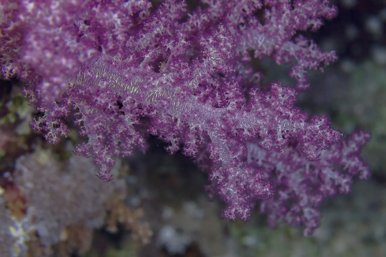 Klunzinger's soft tree coral (Dendronephthya klunzingeri) – photo