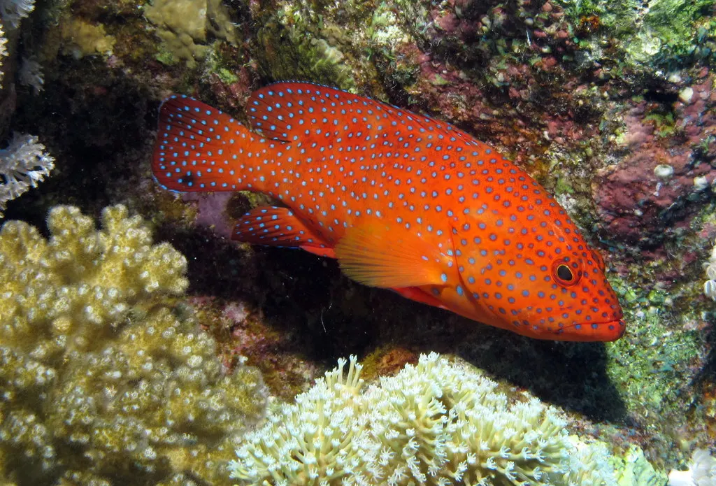Korallsügér (Cephalopholis miniata) – fotó