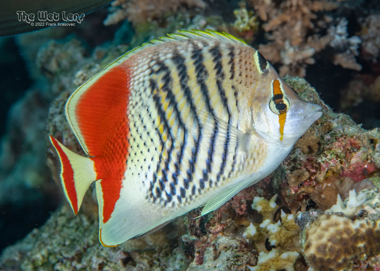 Koronás pillangóhal (Chaetodon paucifasciatus) – fotó