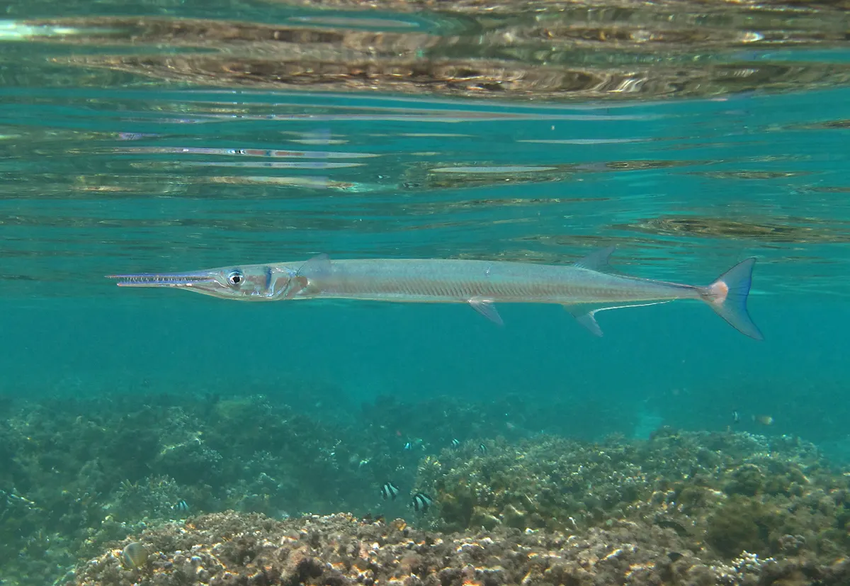 Houndfish (Tylosurus crocodilus) – photo