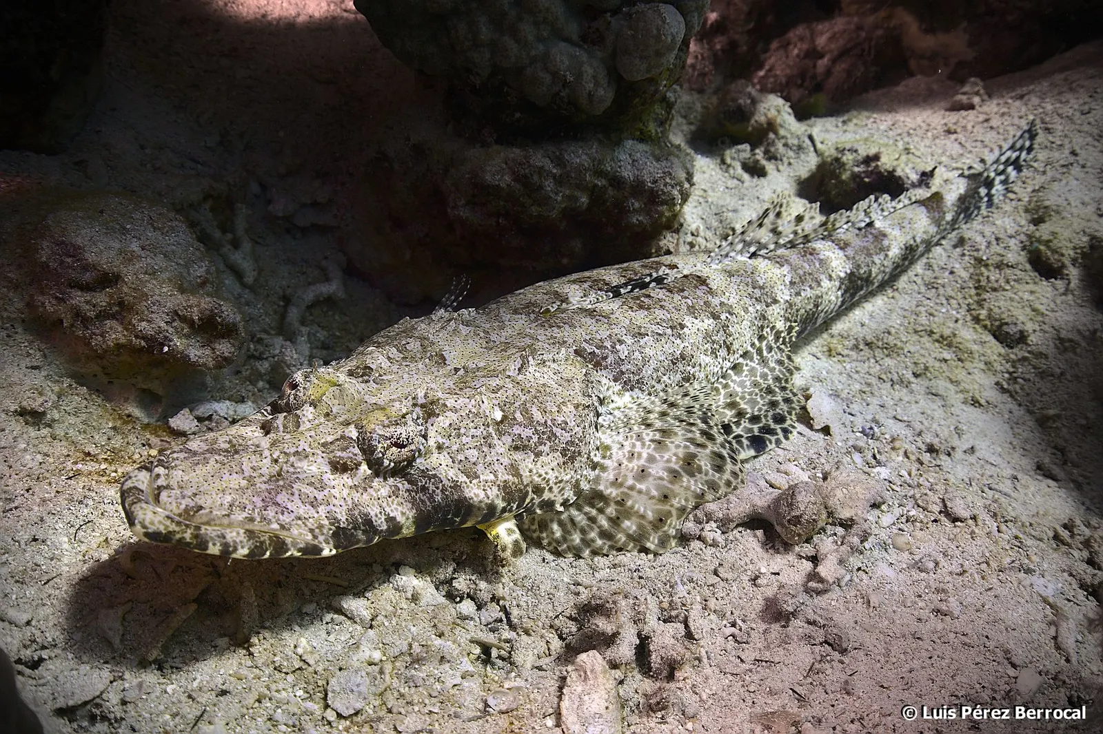 Krokodilhal (Papilloculiceps longiceps) – fotó
