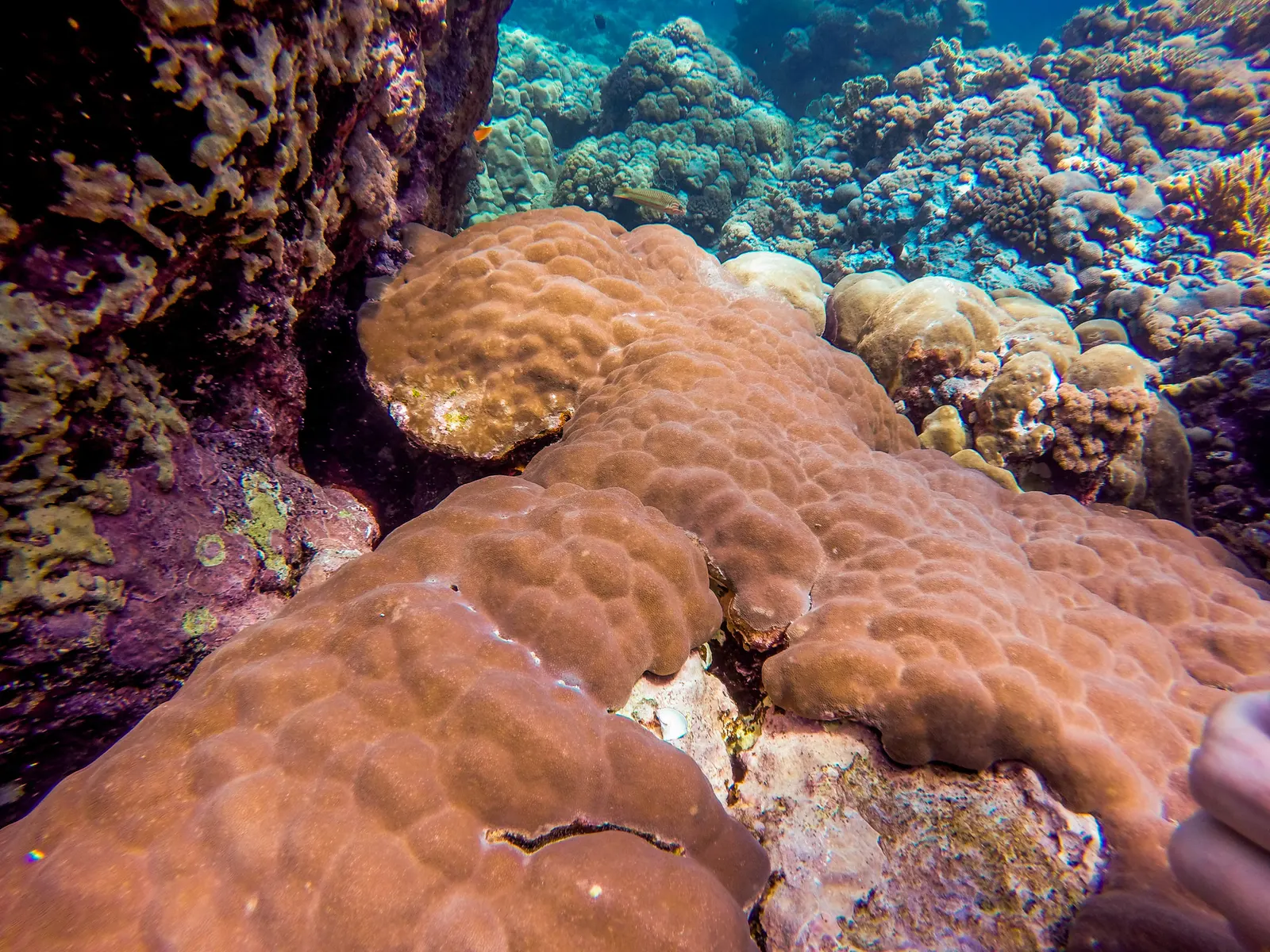 Kupolakorall (Porites lutea) – fotó