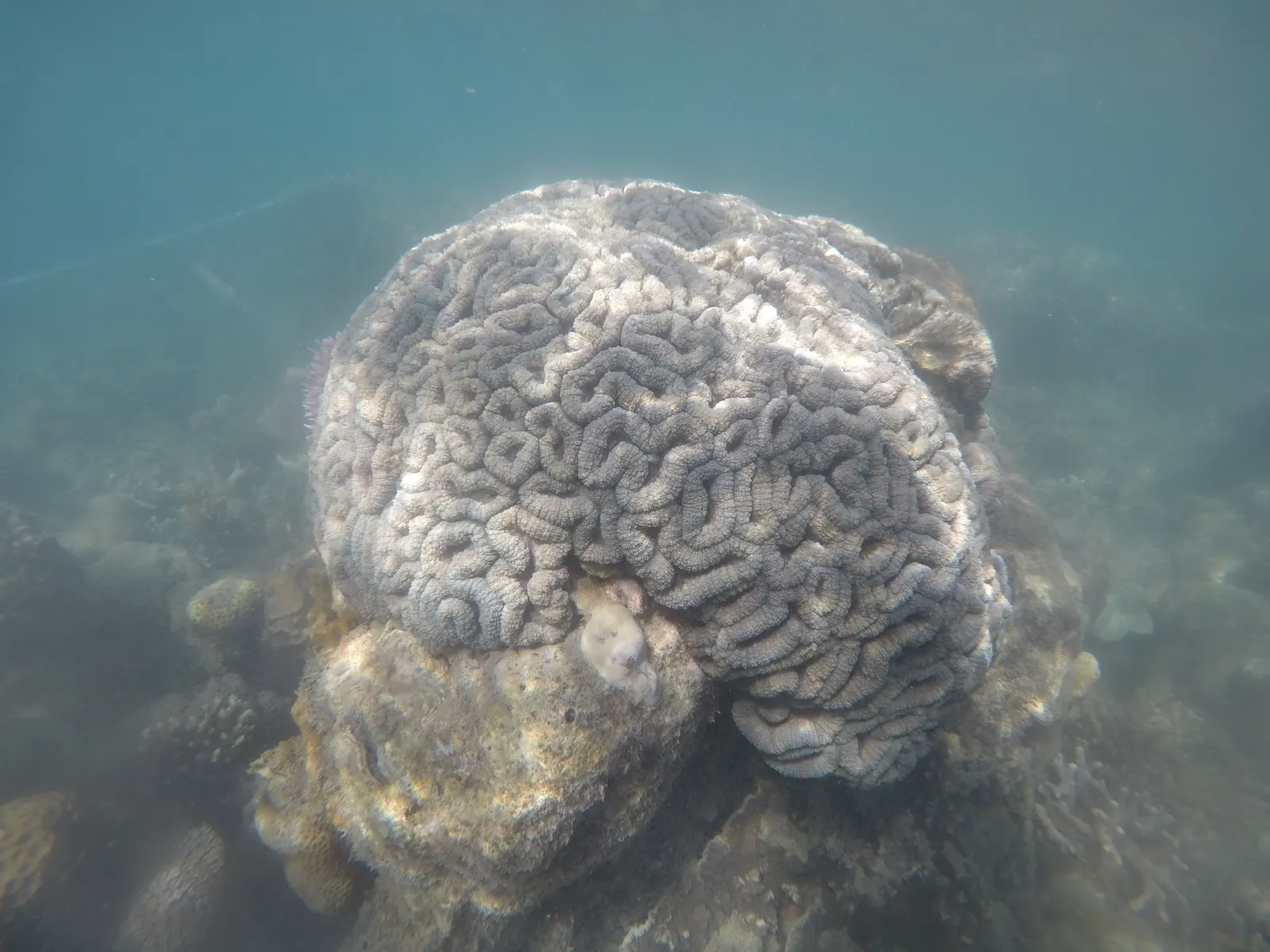 Lobed brain coral (Lobophyllia hemprichii) – photo