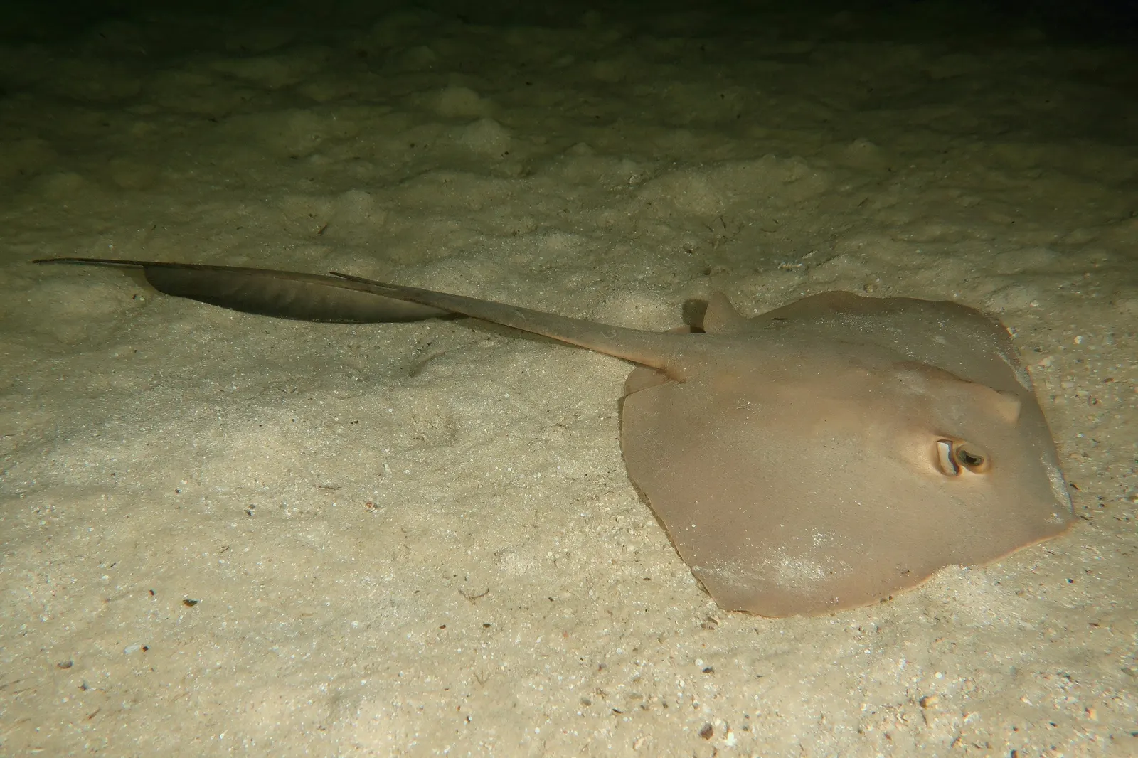 Cowtail stingray (Pastinachus sephen) – photo