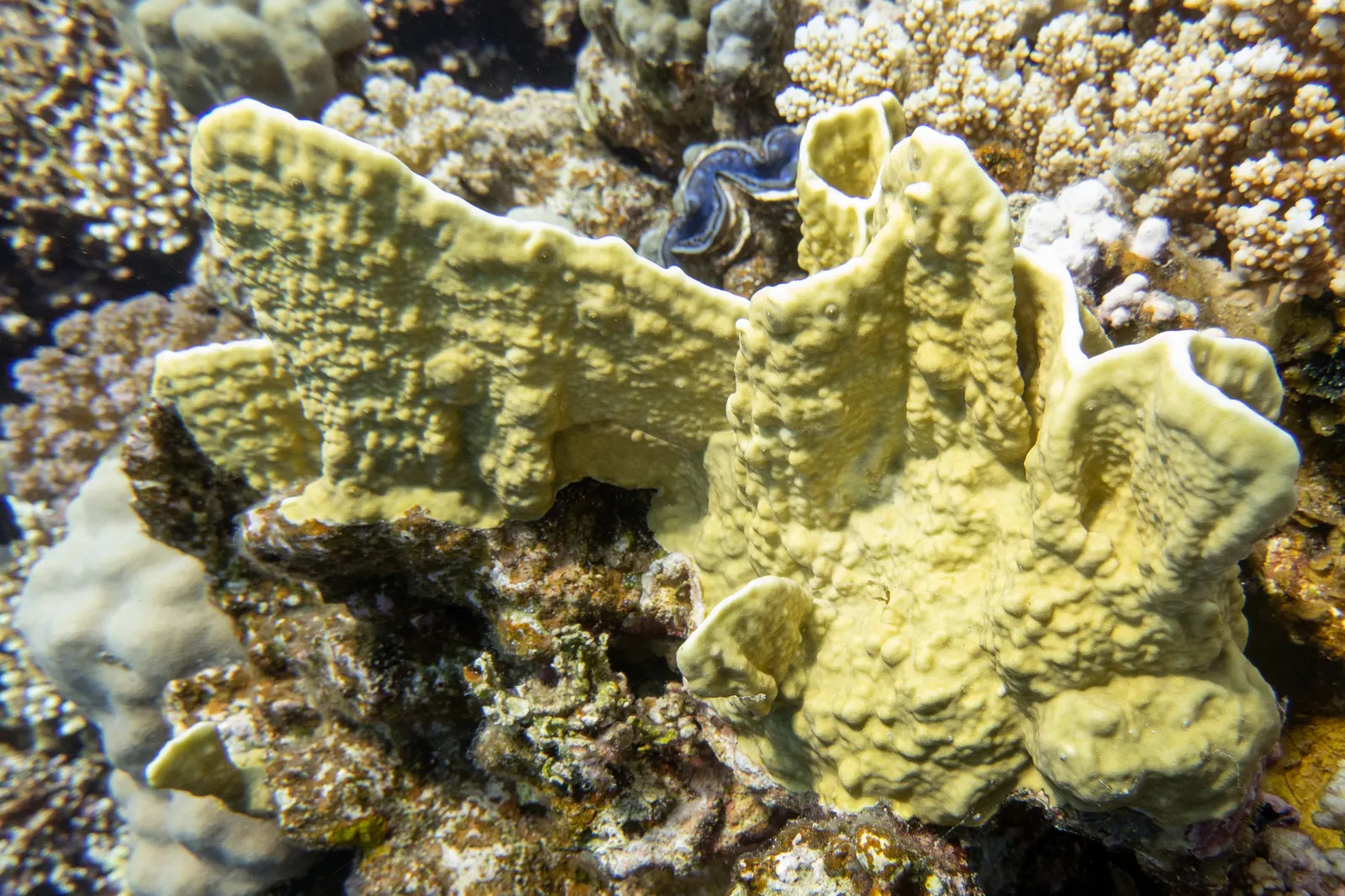 Plate fire coral (Millepora platyphylla) – photo