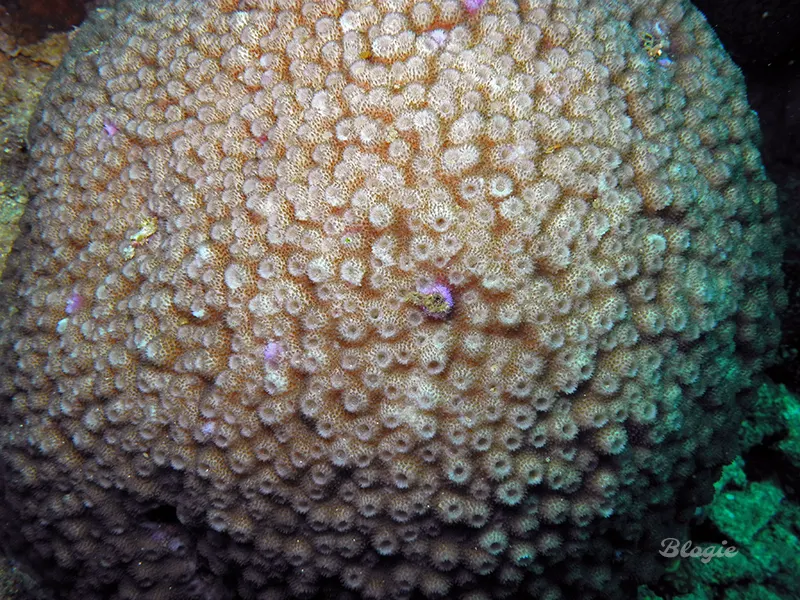 Likacsos csillagkorall (Astreopora myriophthalma) – fotó