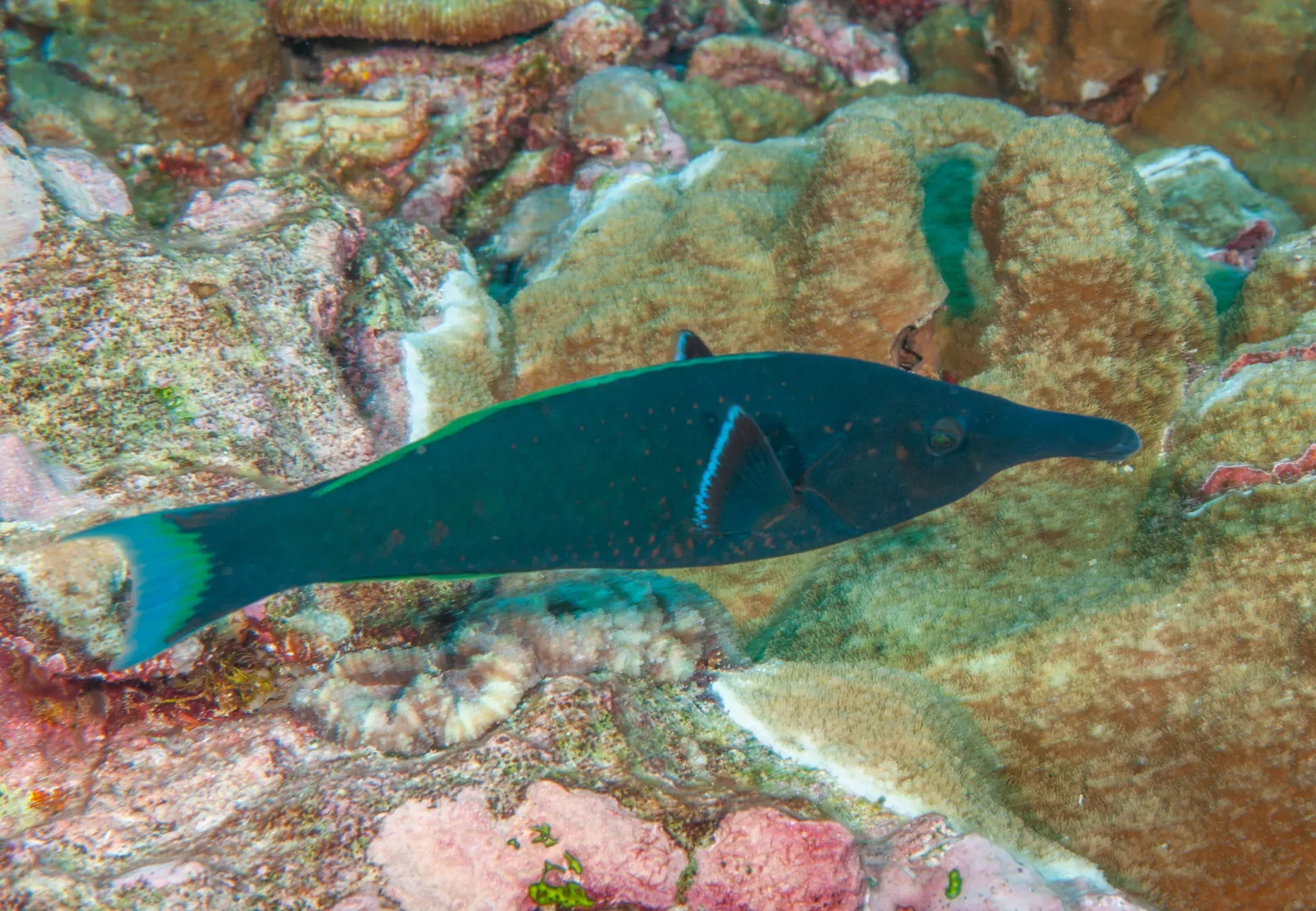 Madár-ajakoshal (Gomphosus caeruleus) – fotó