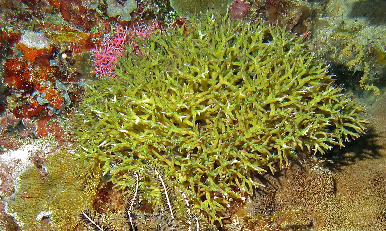 Birdsnest coral (Seriatopora hystrix) – photo