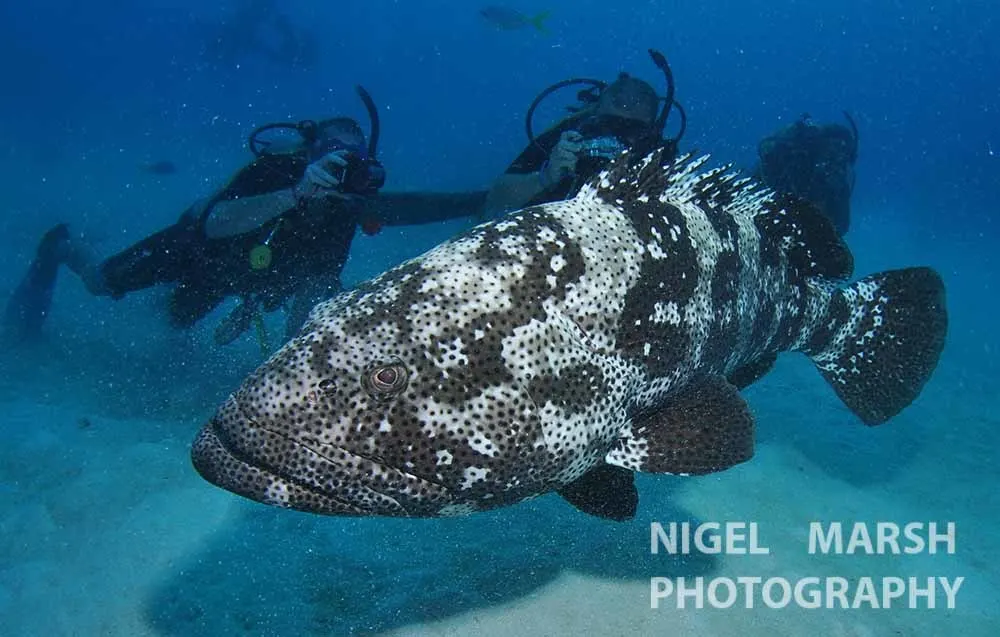Malabári sziklasügér (Epinephelus malabaricus) – fotó