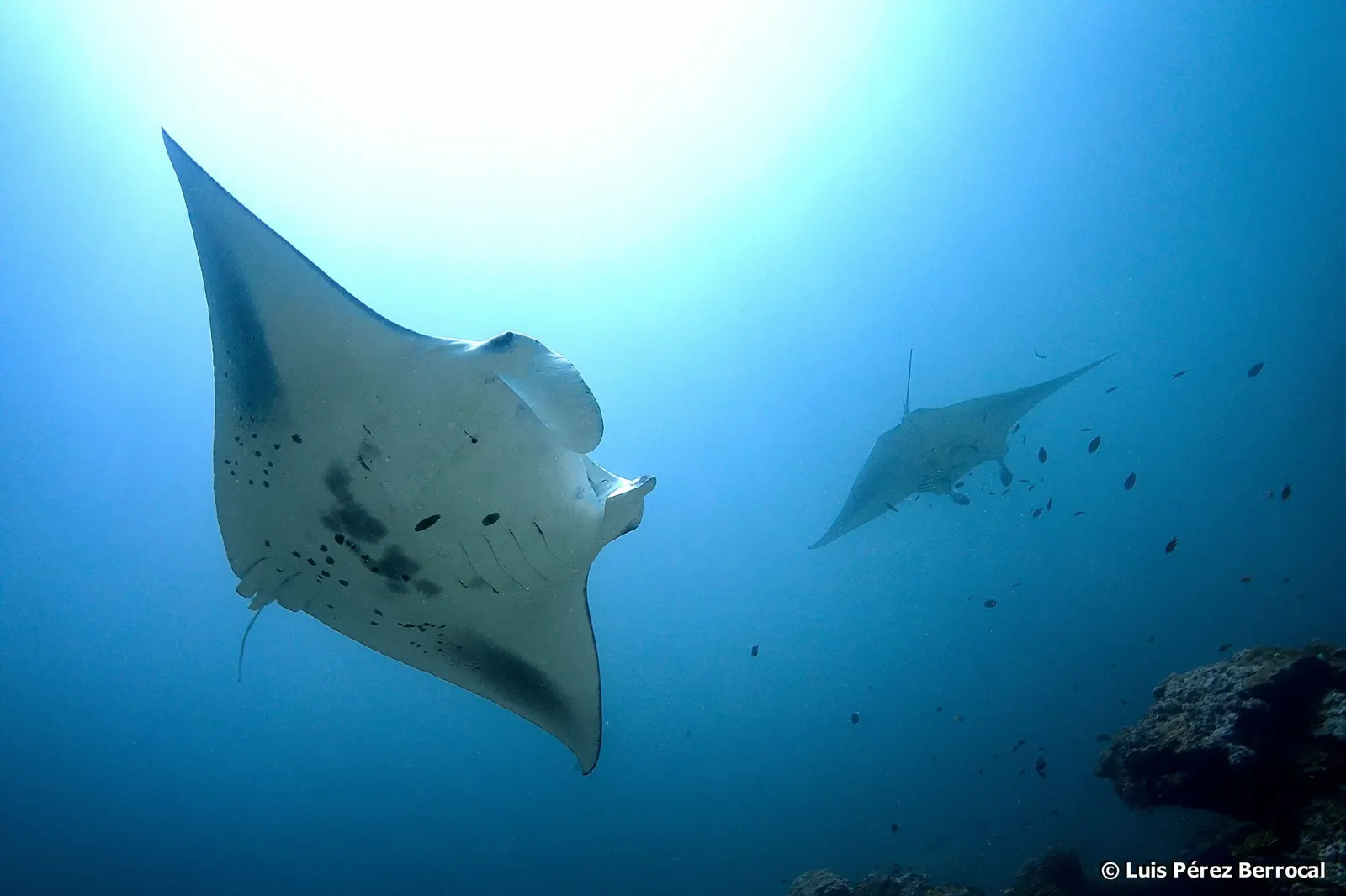 Zátonymanta (Mobula alfredi) – fotó