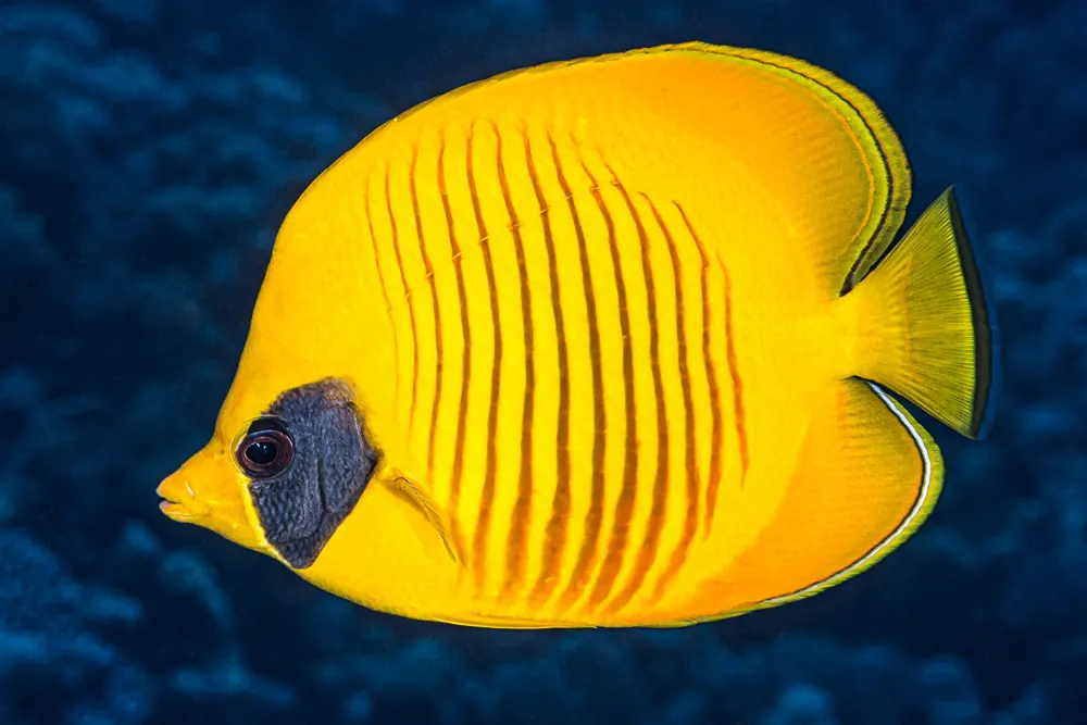 Maszkos pillangóhal (Chaetodon semilarvatus) – fotó