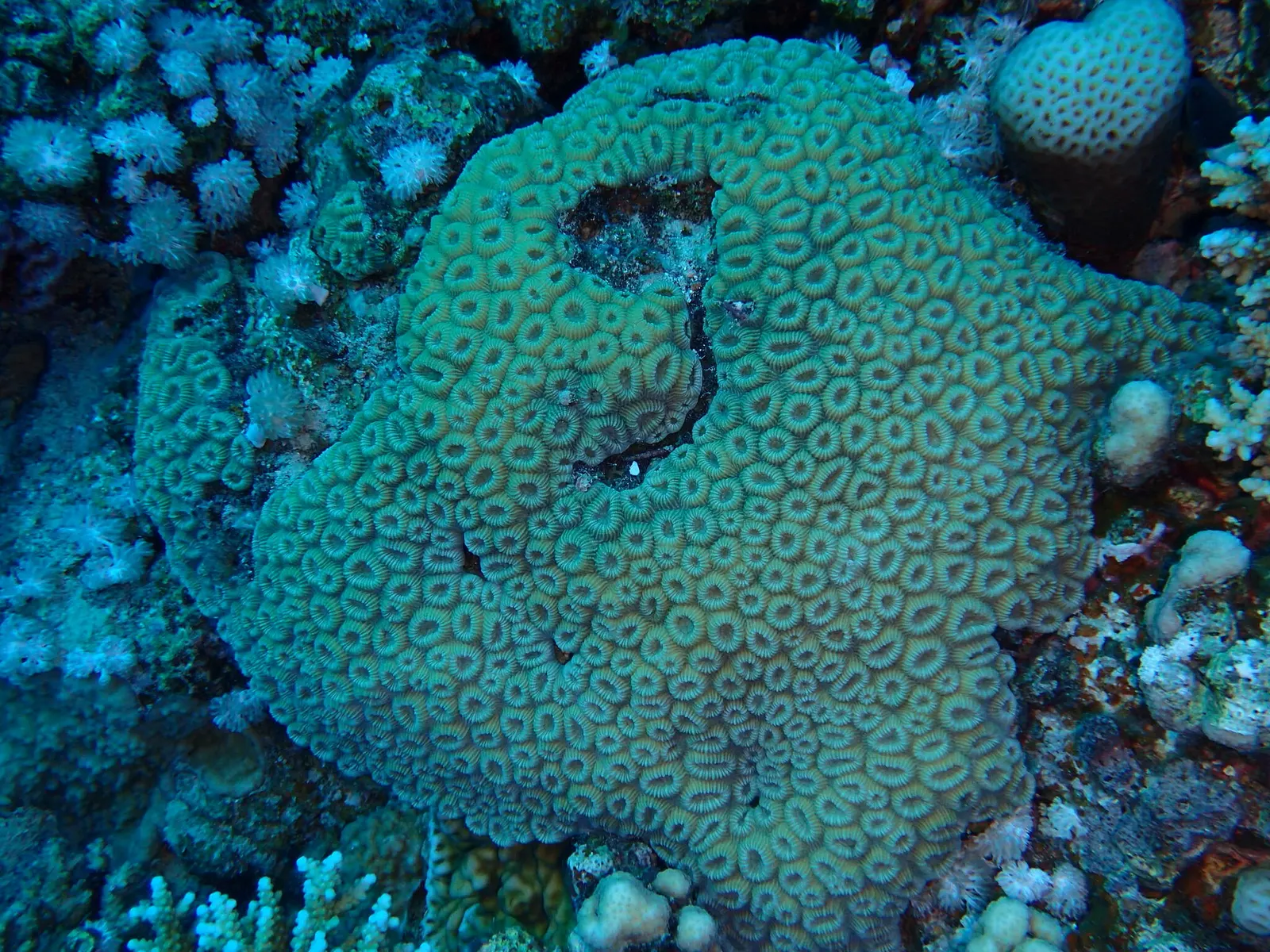 Honeycomb coral (Dipsastraea favus) – photo