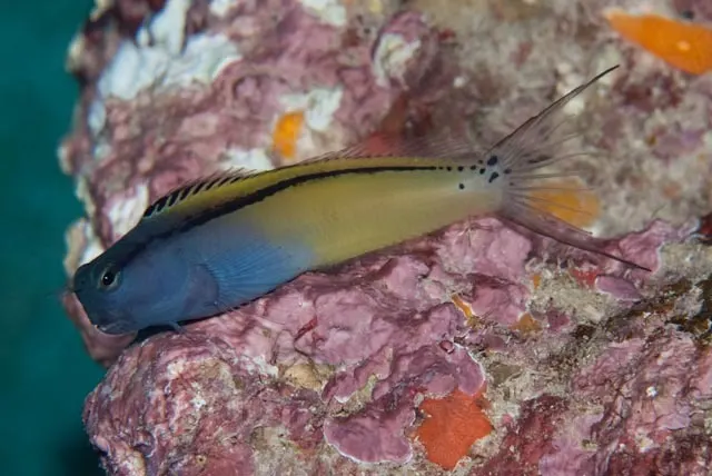 Red Sea mimic blenny (Ecsenius gravieri) – photo