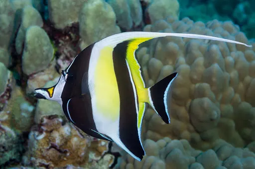Moorish idol (Zanclus cornutus) – photo