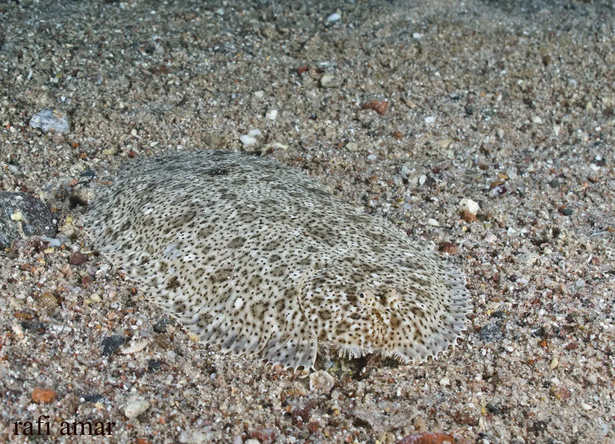 Moses sole (Pardachirus marmoratus) – photo