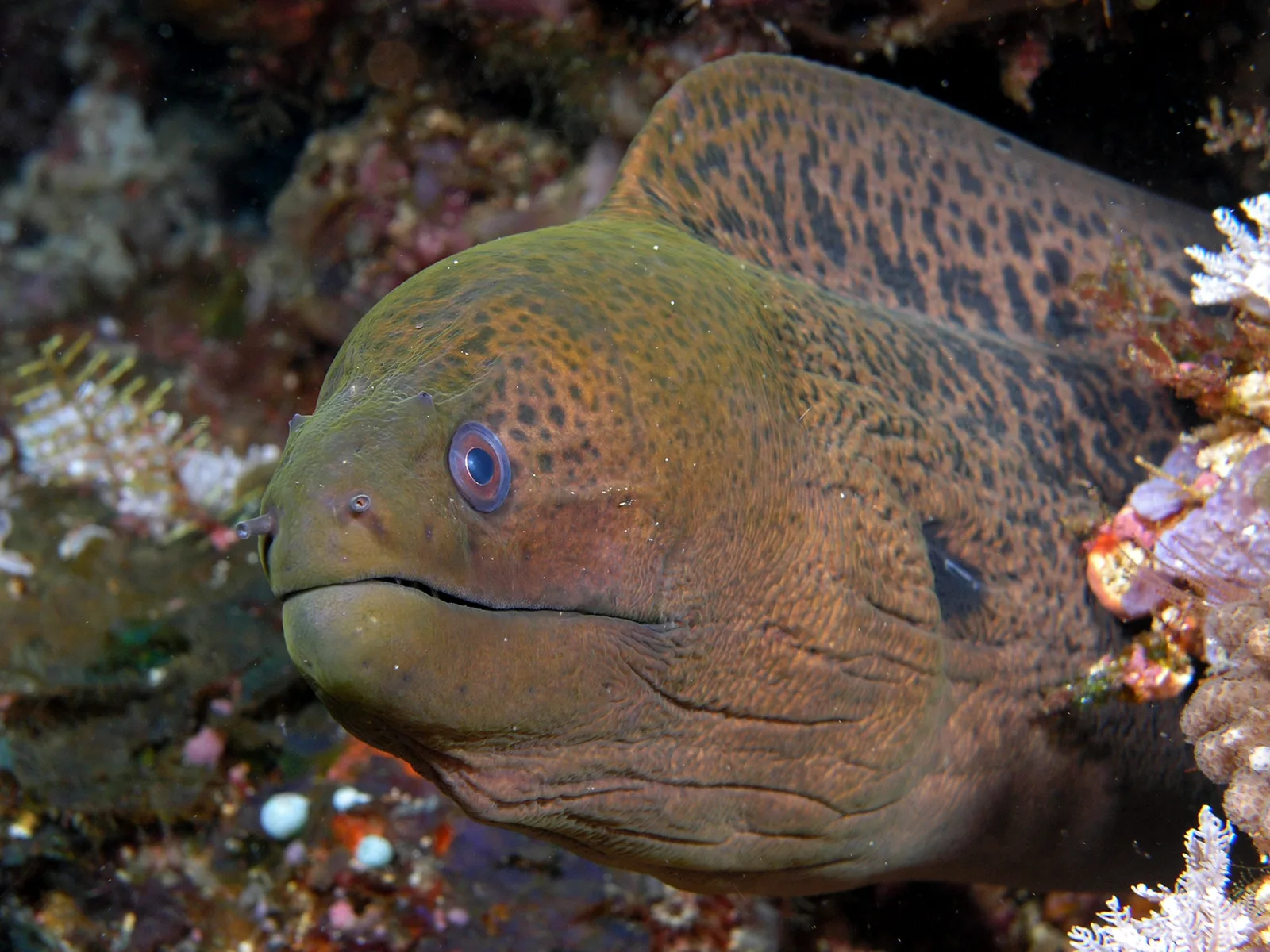 Óriásmuréna (Gymnothorax javanicus) – fotó