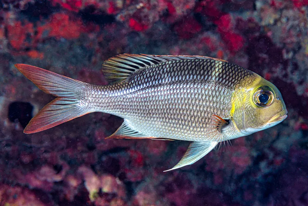 Humpnose big-eye bream (Monotaxis grandoculis) – photo