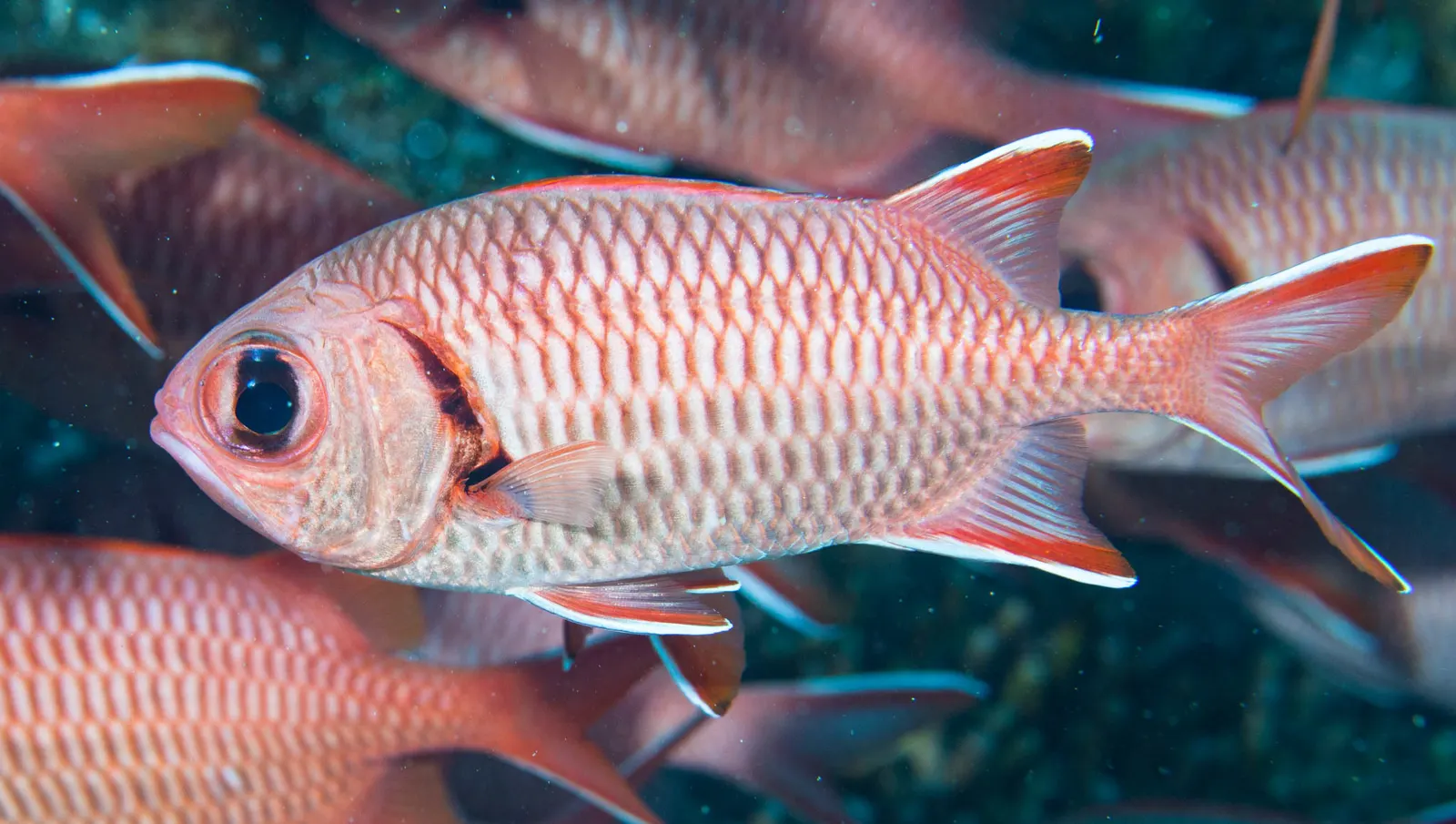 Nagyszemű katonahal (Myripristis murdjan) – fotó