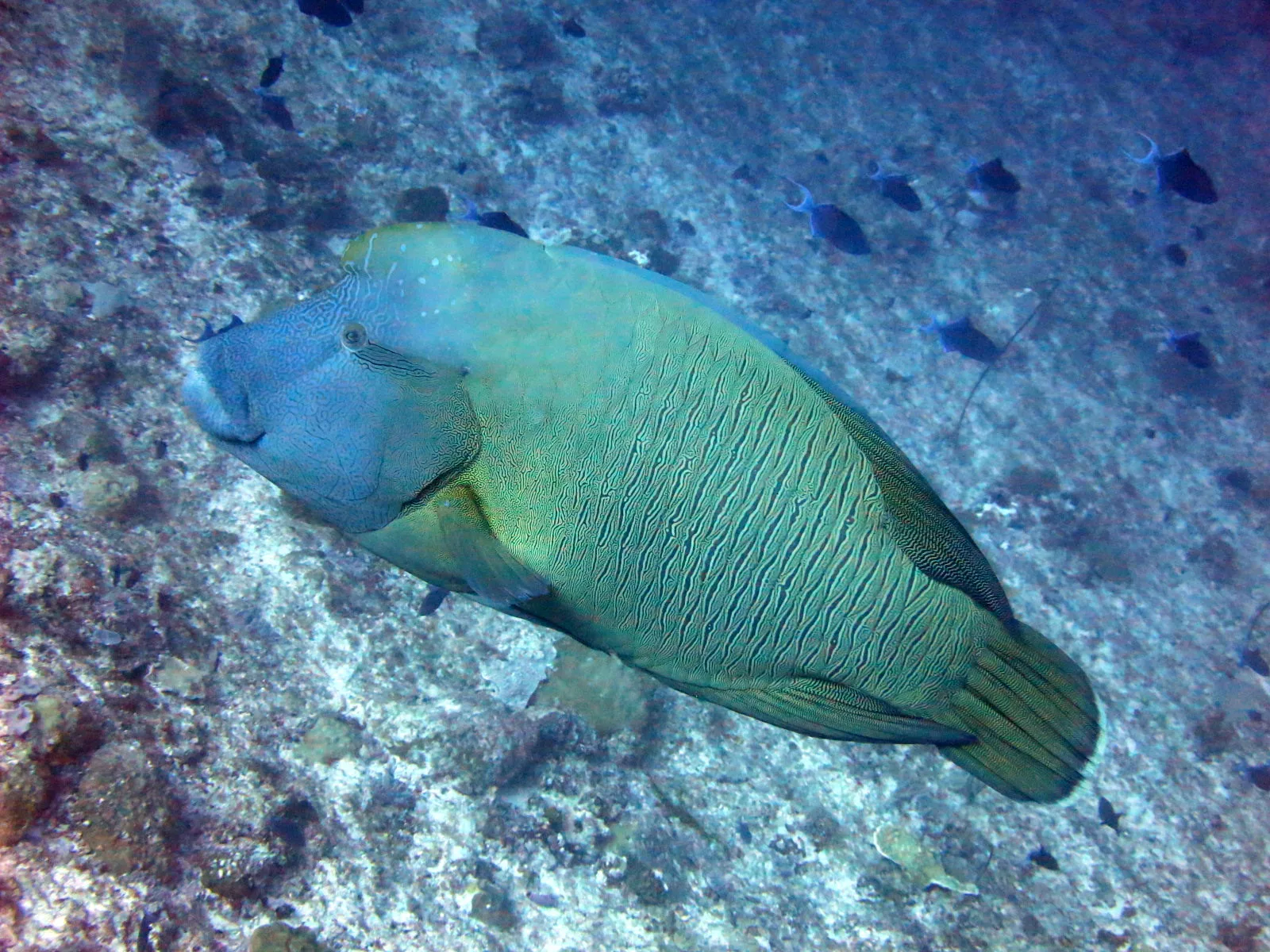 Napóleon-ajakoshal (Cheilinus undulatus) – fotó
