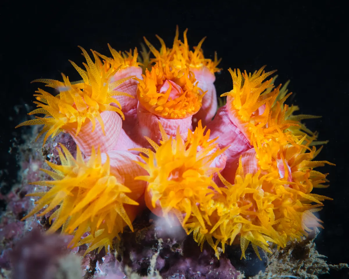 Narancs napkorall (Tubastraea coccinea) – fotó