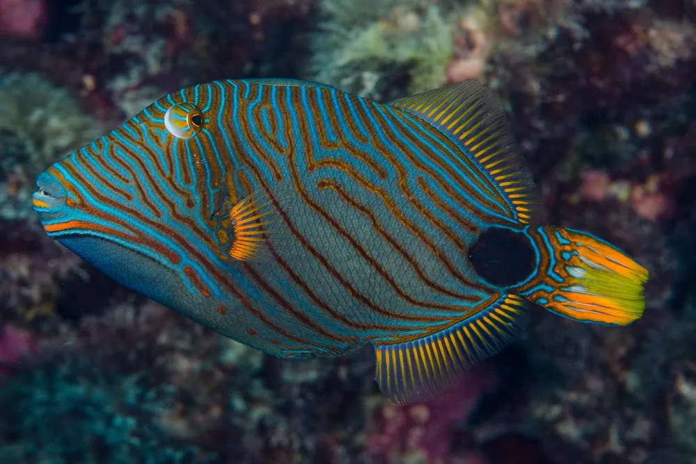 Orange-lined triggerfish (Balistapus undulatus) – photo