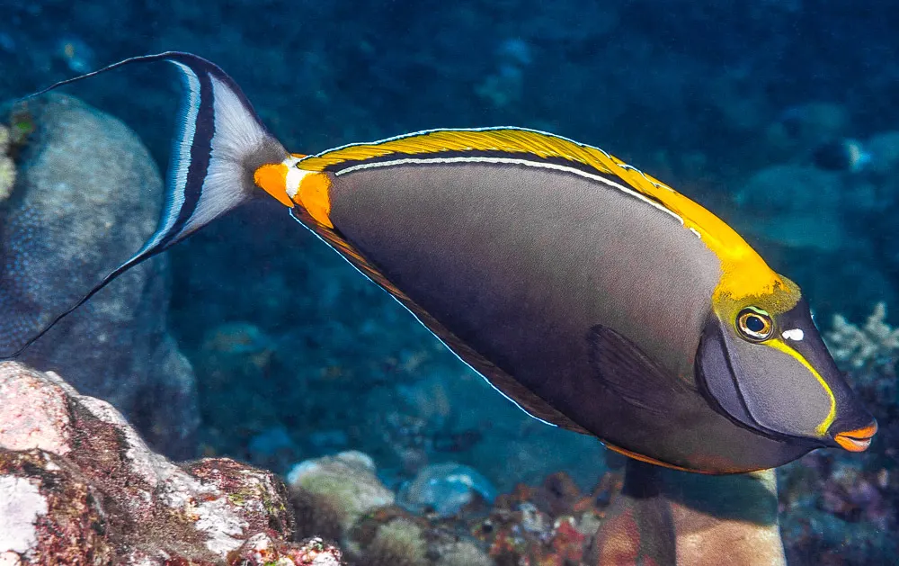 Narancstüskés egyszarvúhal (Naso elegans) – fotó