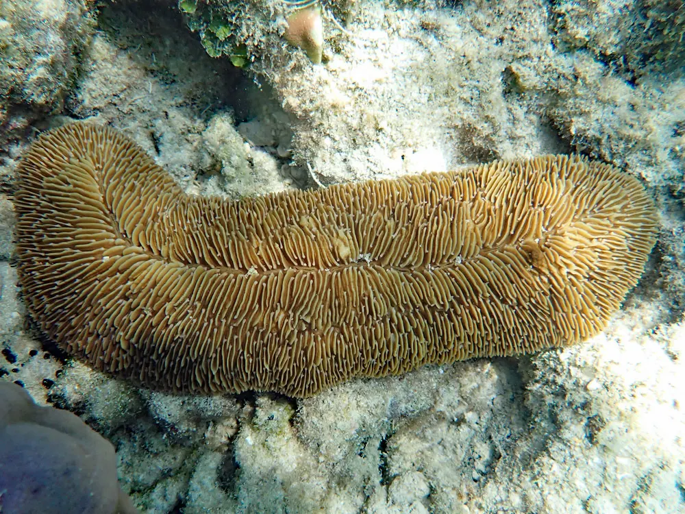 Tongue mushroom coral (Herpolitha limax) – photo