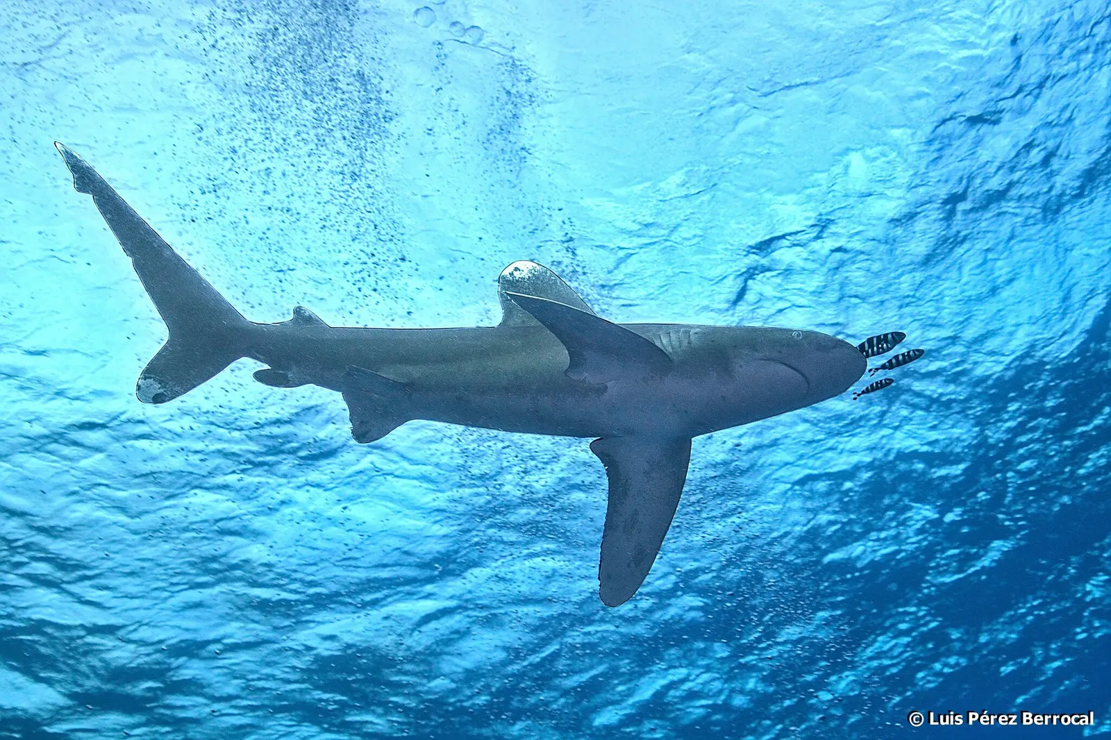 Oceanic whitetip shark (Carcharhinus longimanus) – photo
