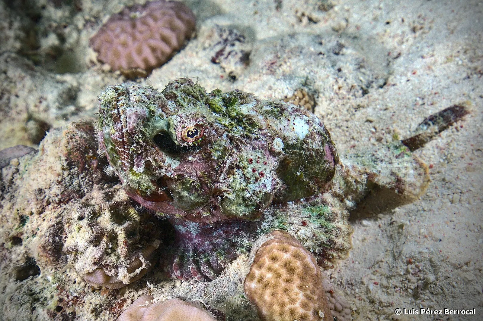 Devil scorpionfish (Scorpaenopsis diabolus) – photo
