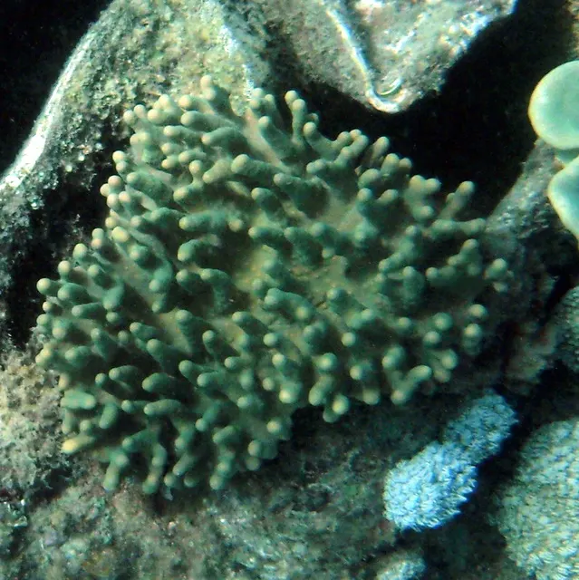 Devil's hand coral (Lobophytum pauciflorum) – photo