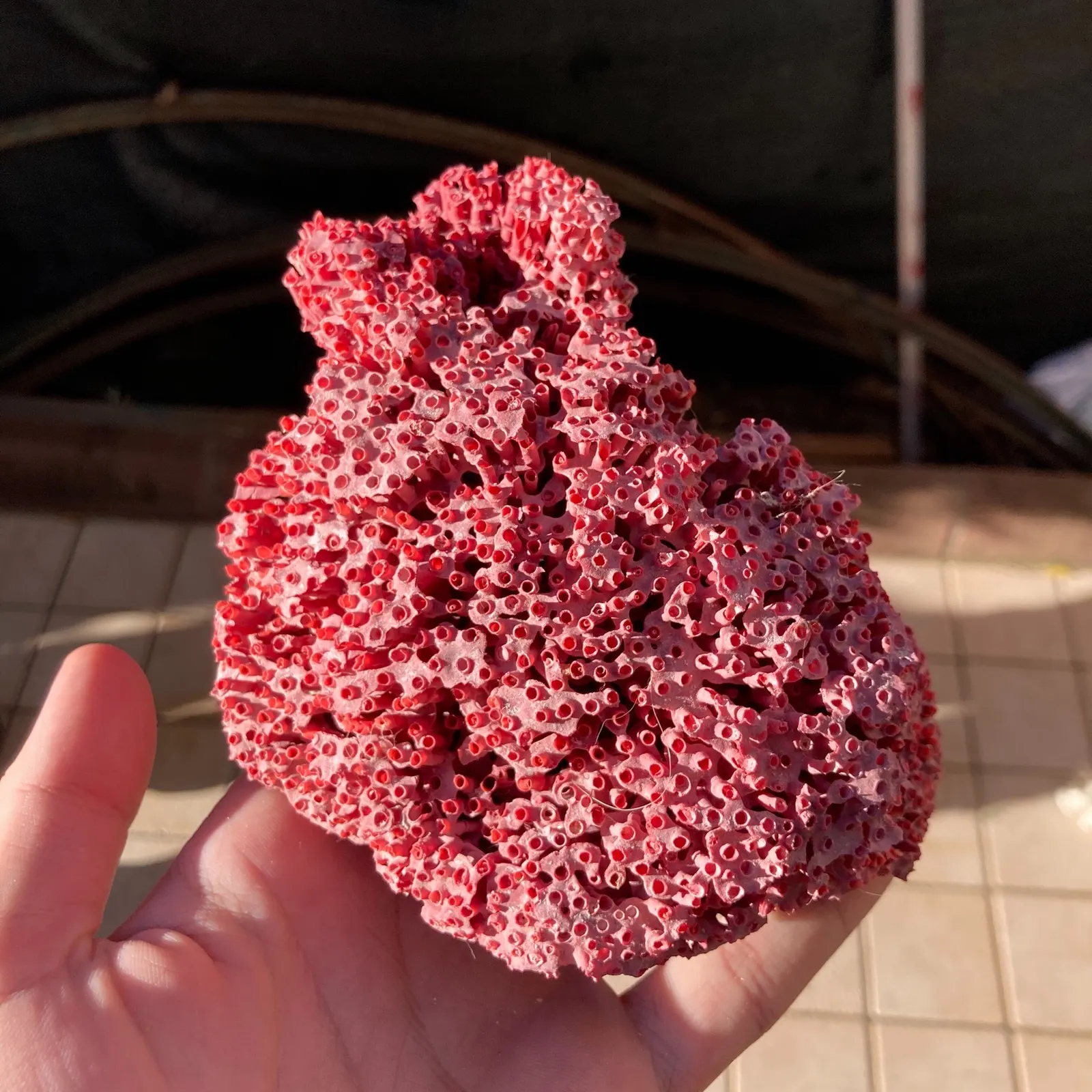 Organ pipe coral (Tubipora musica) – photo