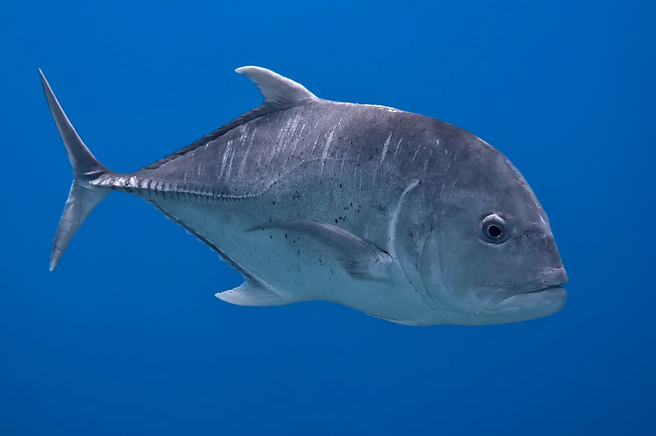 Giant trevally (Caranx ignobilis) – photo