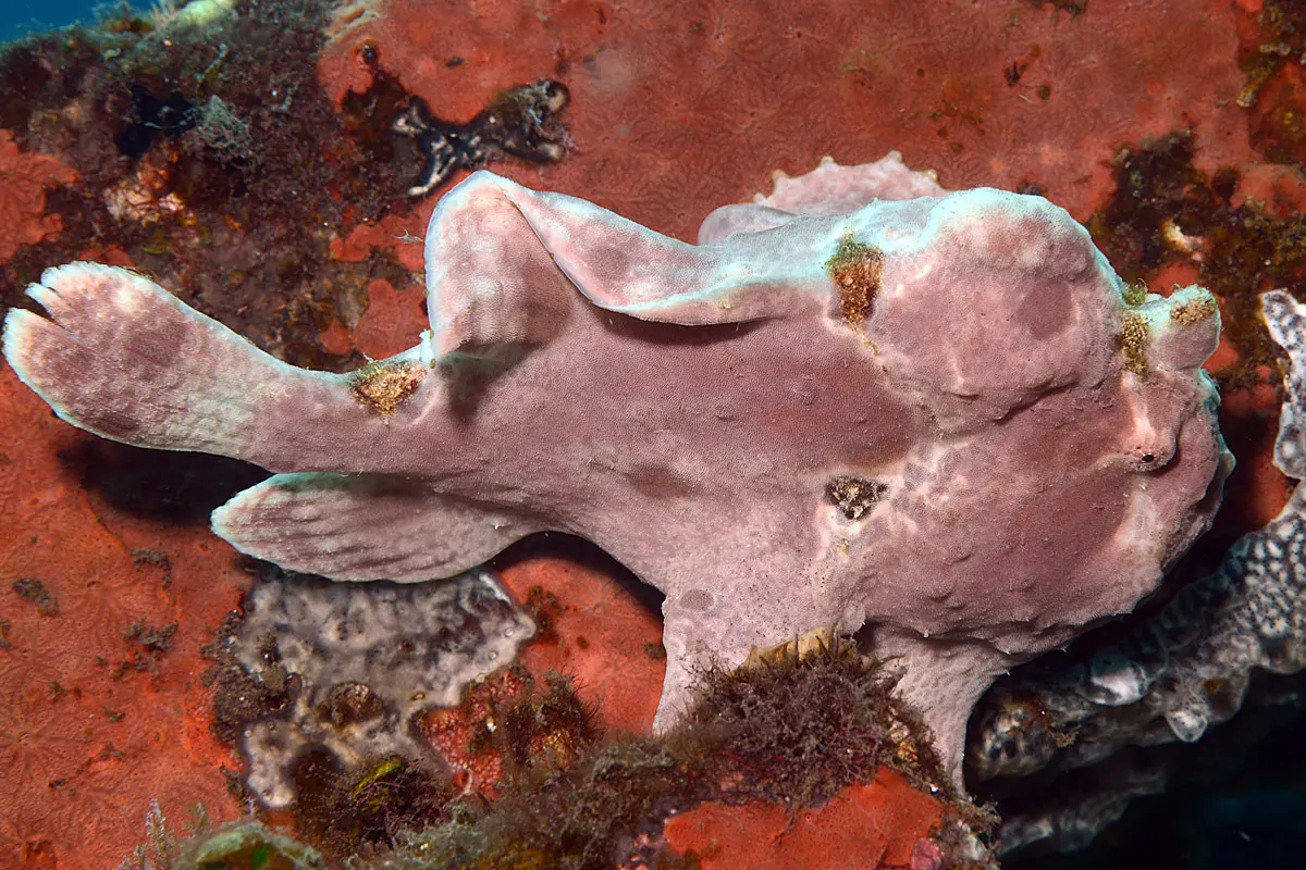 Commerson's frogfish (Antennarius commerson) – photo