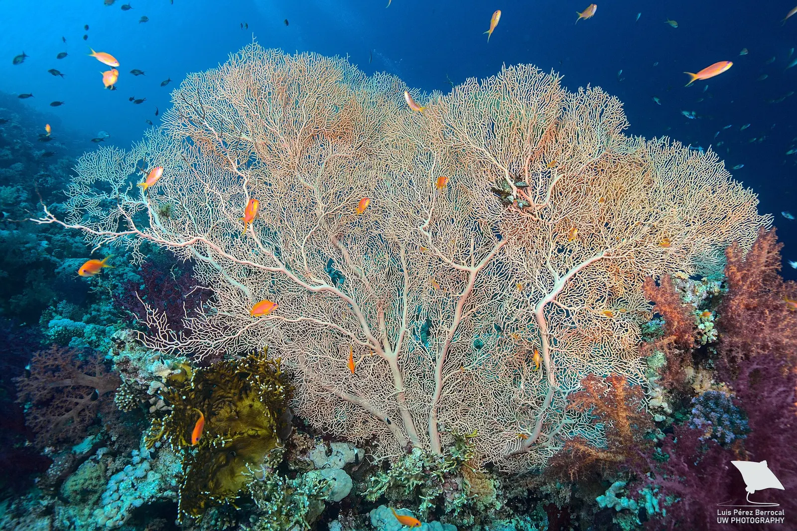 Giant sea fan (Annella mollis) – photo