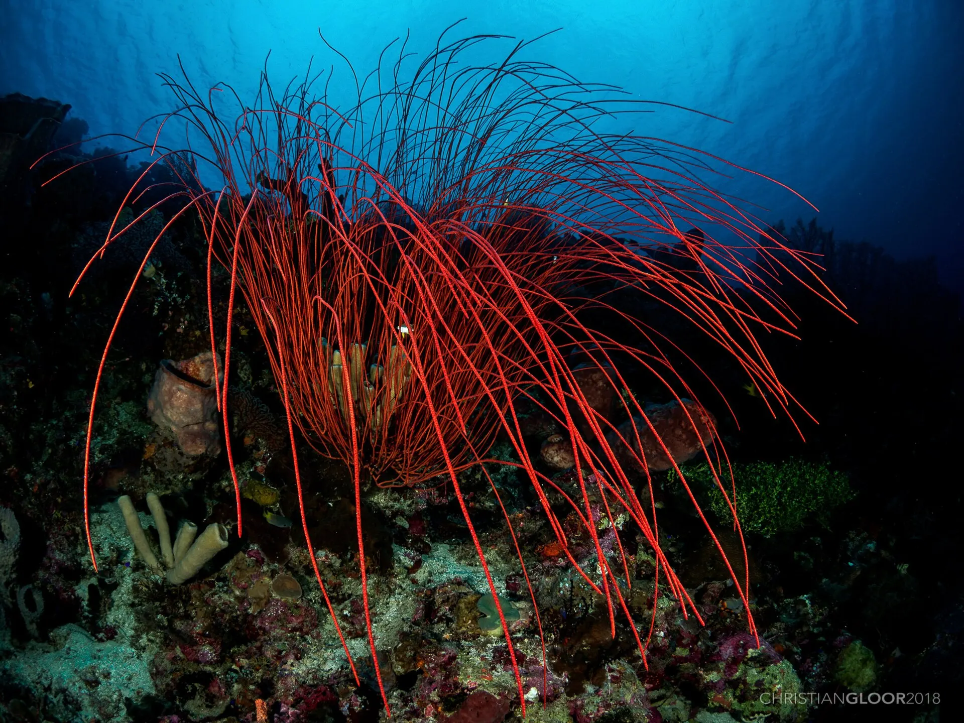 Whip coral (Ellisella juncea) – photo