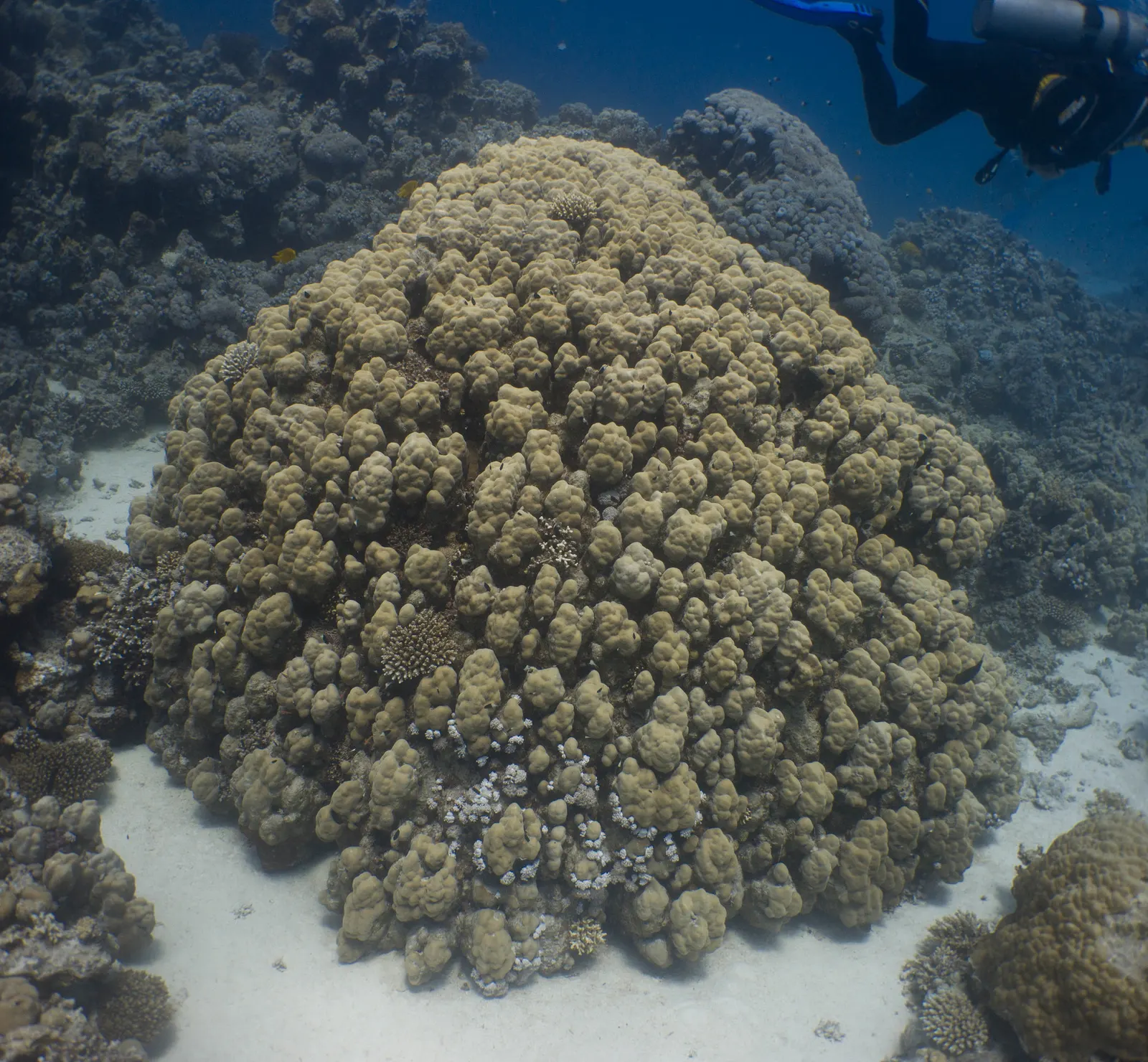 Columnar porites (Porites nodifera) – photo