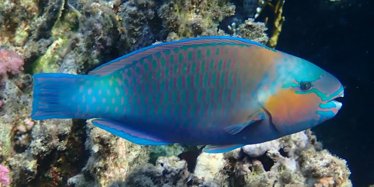 Papagájhal (Chlorurus sordidus) – fotó
