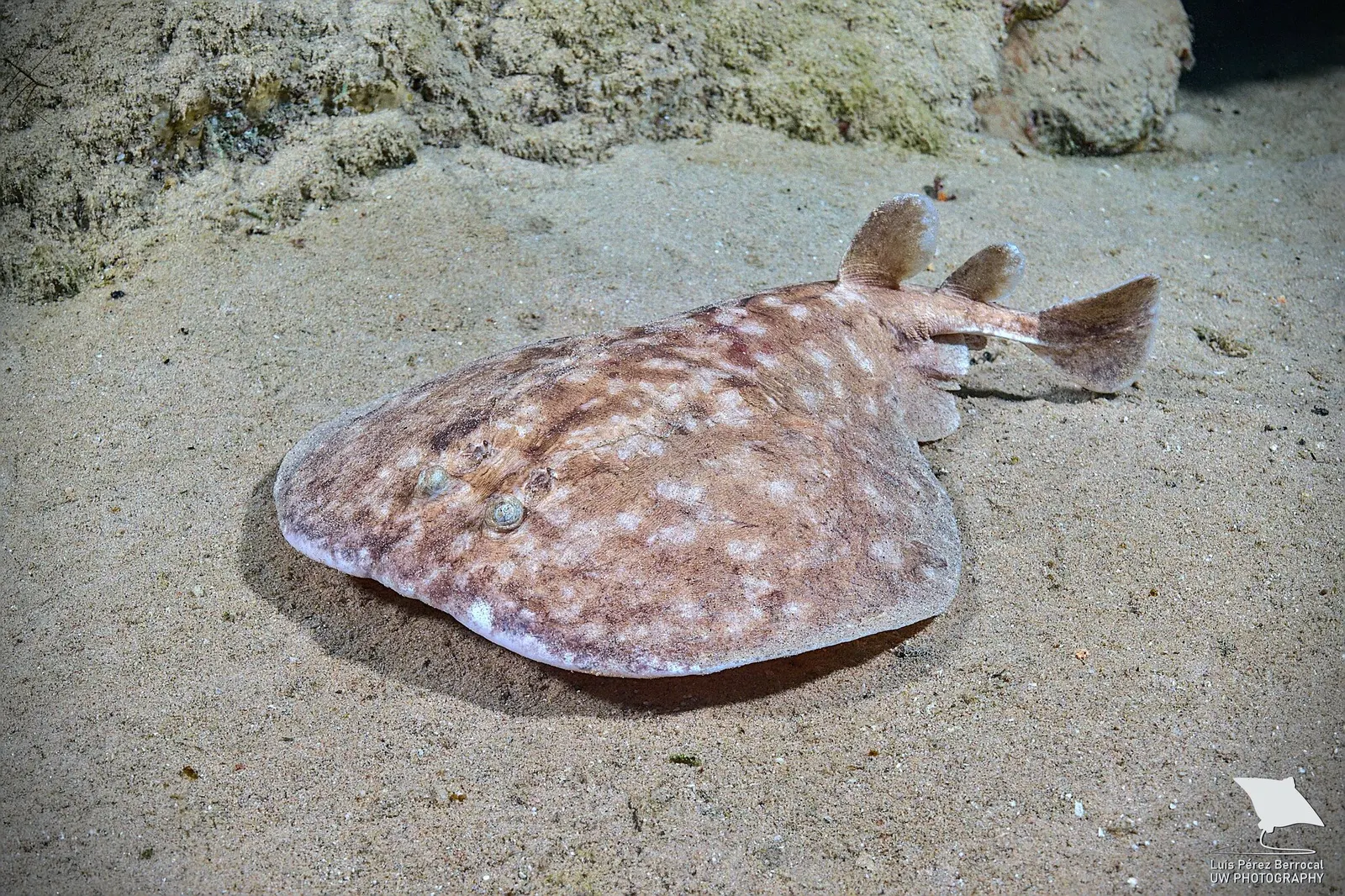 Párduc-zsibbasztórája (Torpedo panthera) – fotó