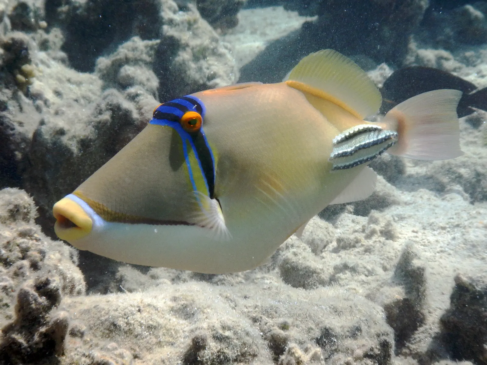 Arabian picassofish (Rhinecanthus assasi) – photo