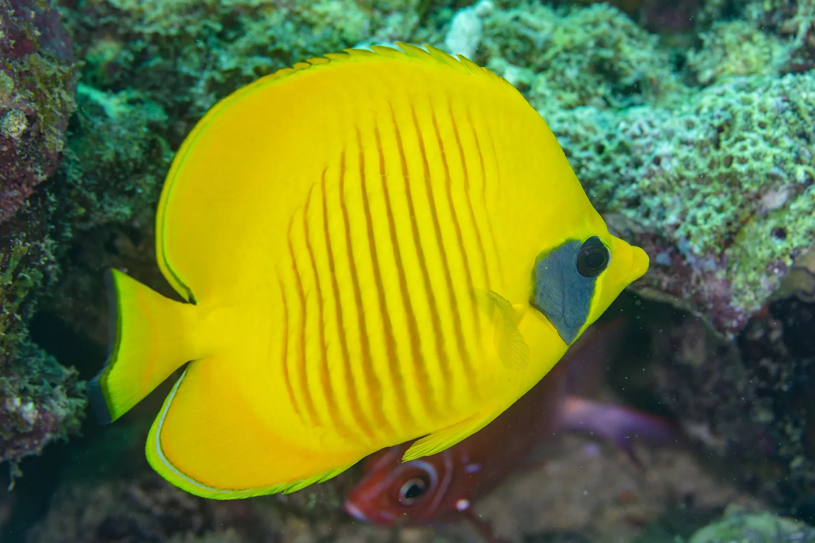 Maszkos pillangóhal (Chaetodon semilarvatus) – fotó